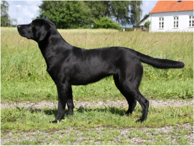 Vasegaard Thunderbird Luna