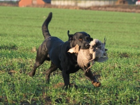 Searover Kits Duke