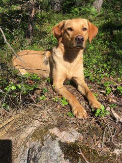 Billede